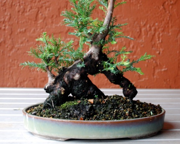 The development of a redwood bonsai
