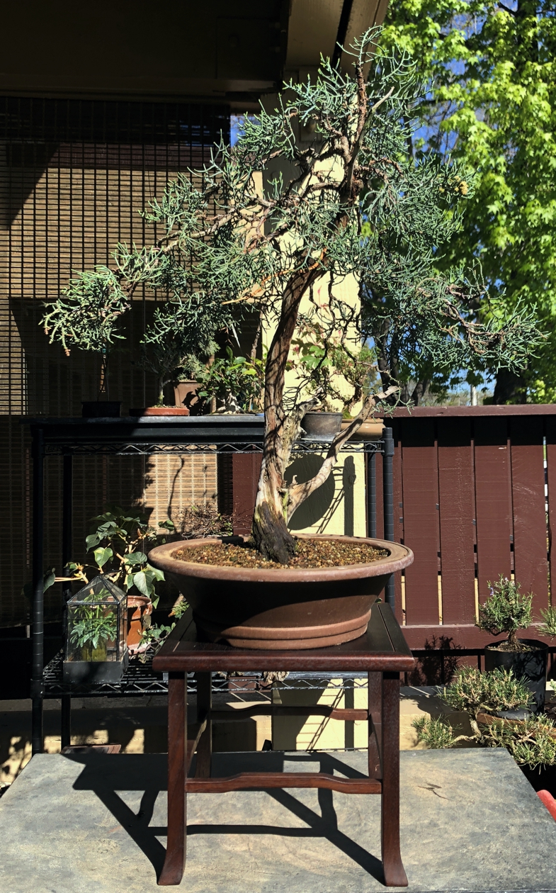 2018 Kusamura Bonsai Show Prep