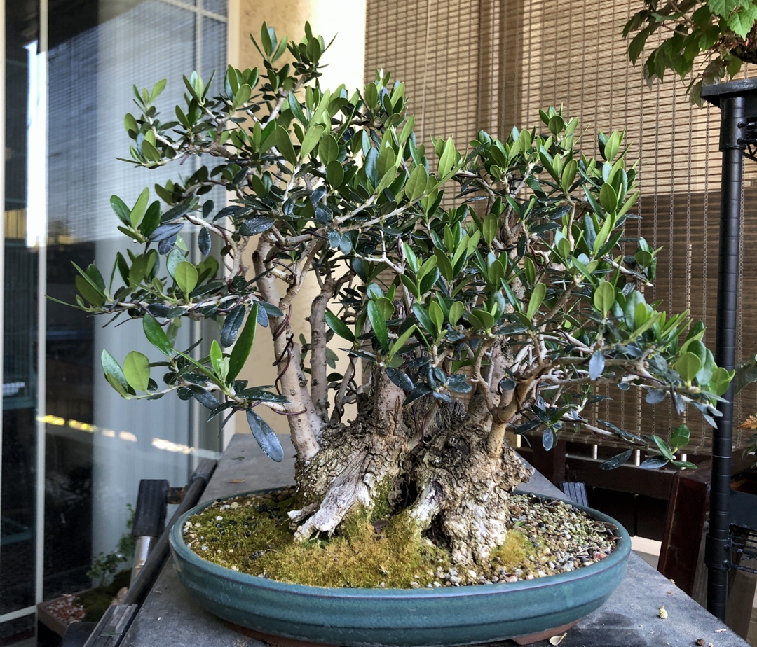 It is a Sub Tropical and Tropical Kind of Day