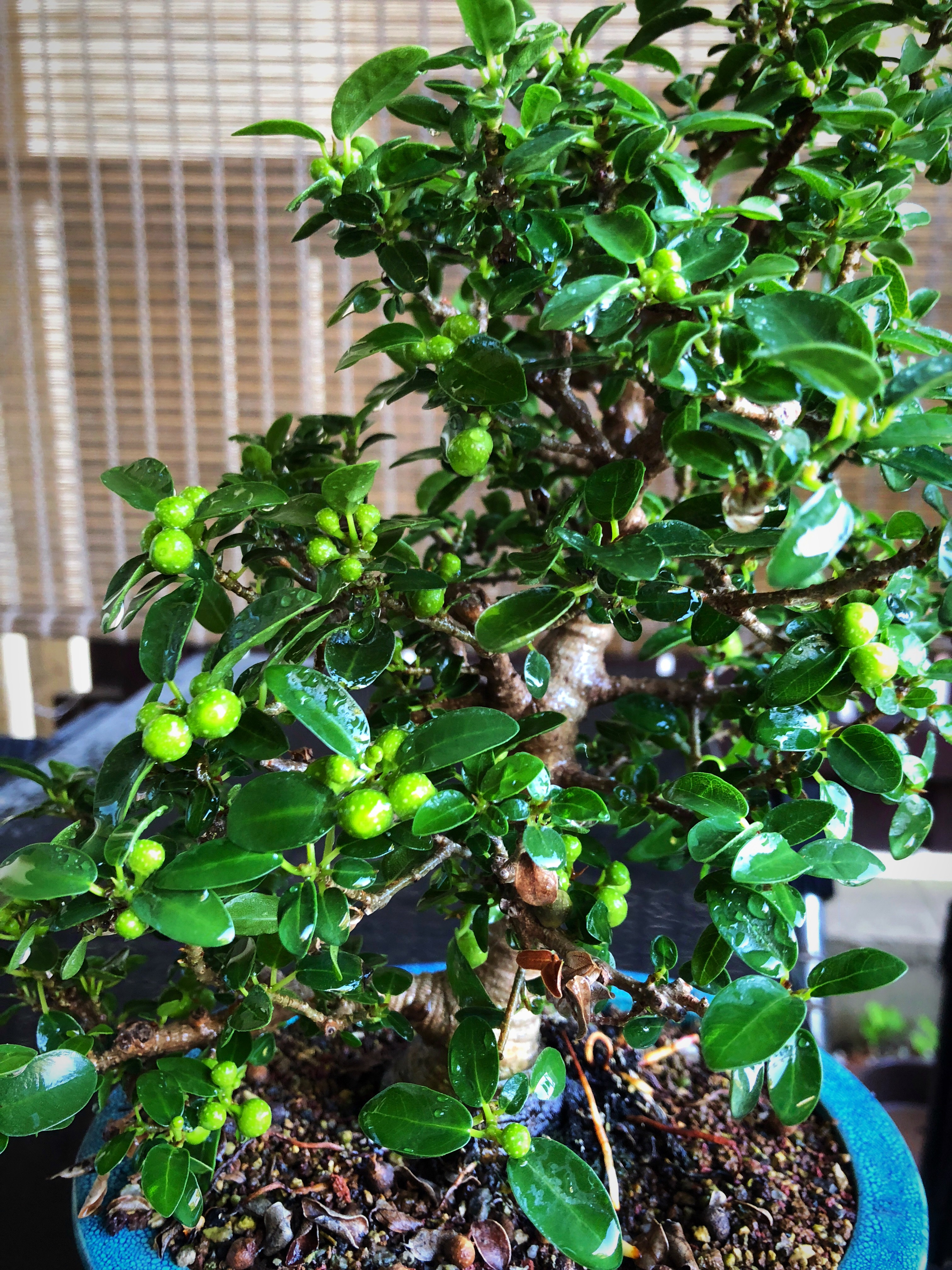 August 2018 Update – Too many figs!