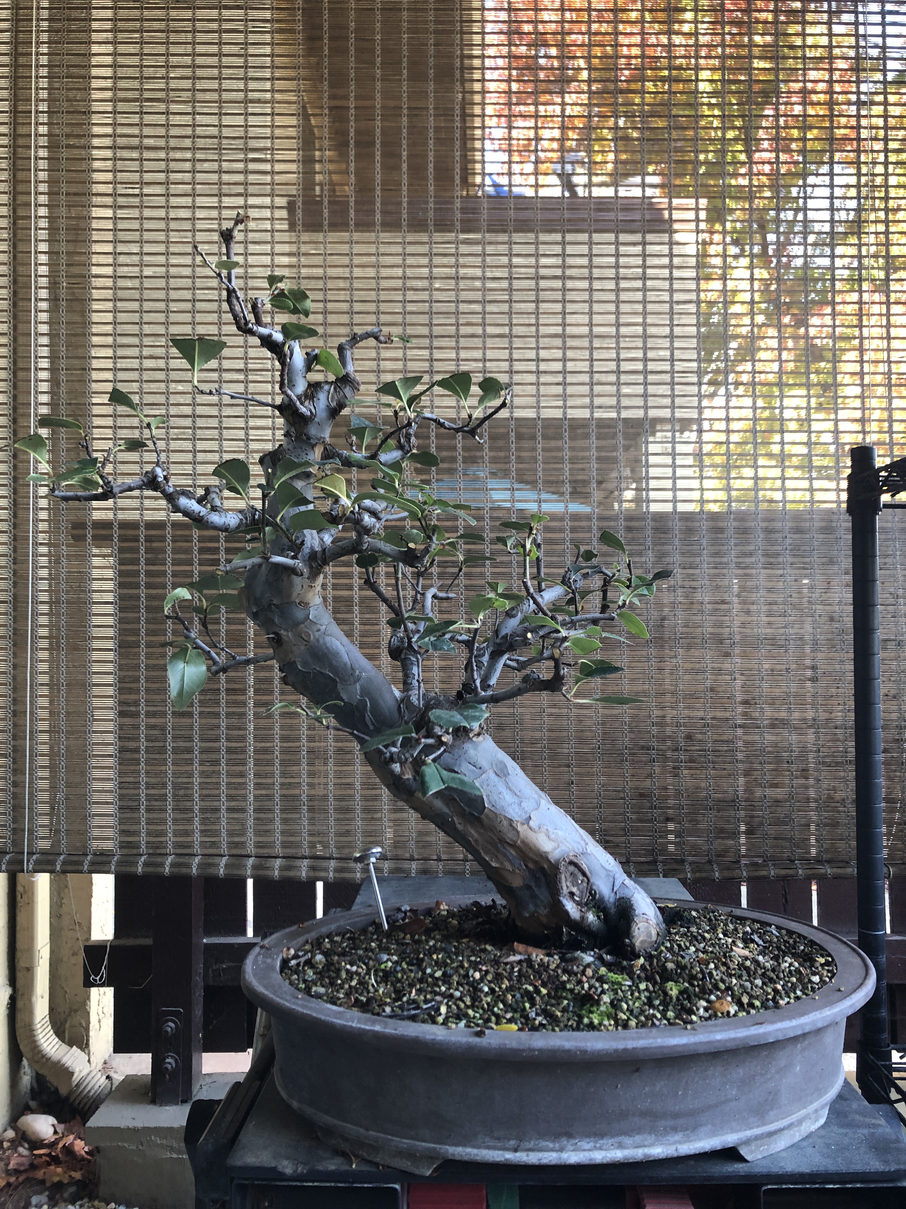 The Great Chinese Quince Makeover