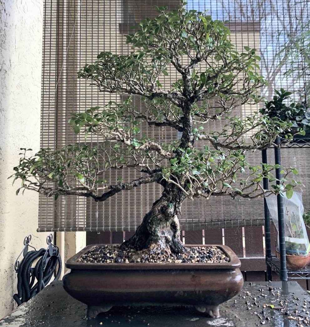 Early March Garden Update – Transforming an Olive