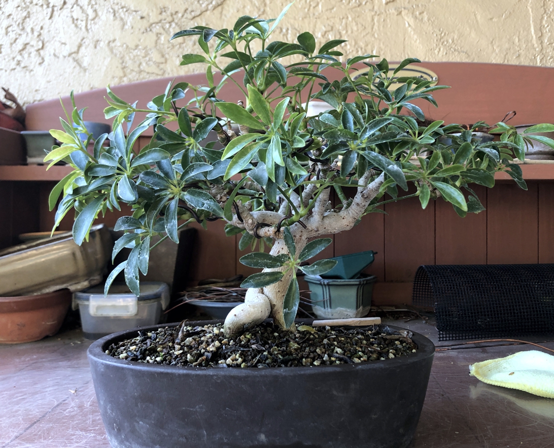 Late Spring Tropical Styling