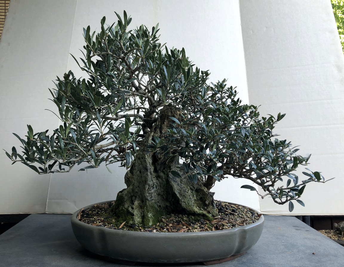 Fall Tree Catalog Part 1