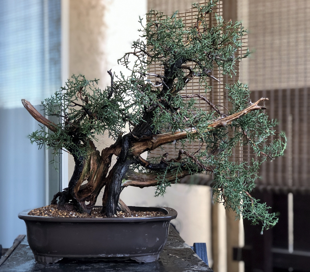 Finishing January Re-potting With An Old California Juniper