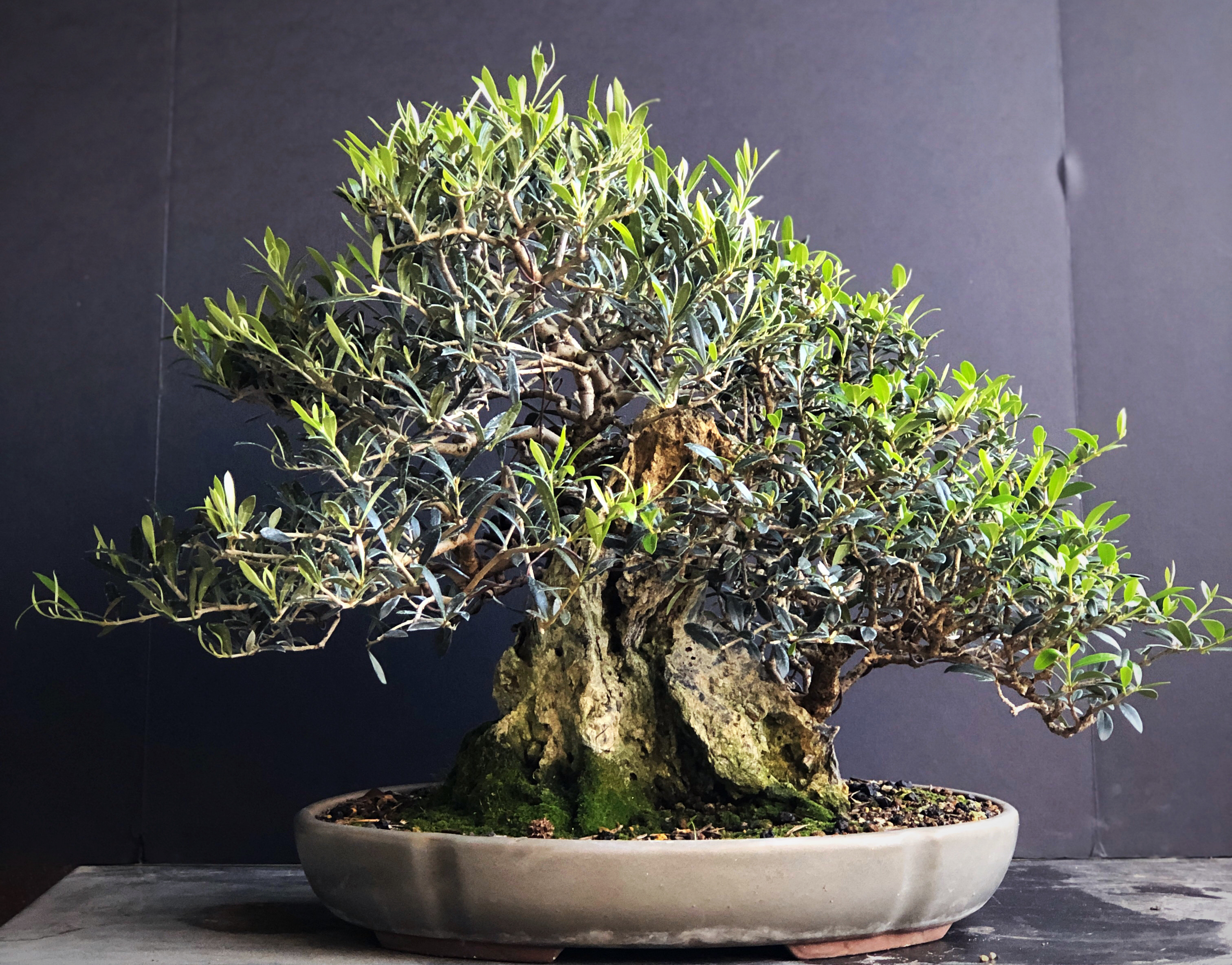 Spring 2020 Olive Preview During Shelter-in-Place Orders