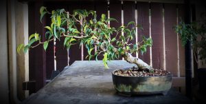 Summer Tropical Work Begins