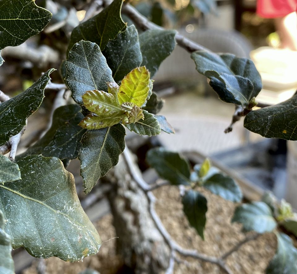 Late May 2012 – Cork Oak Repot