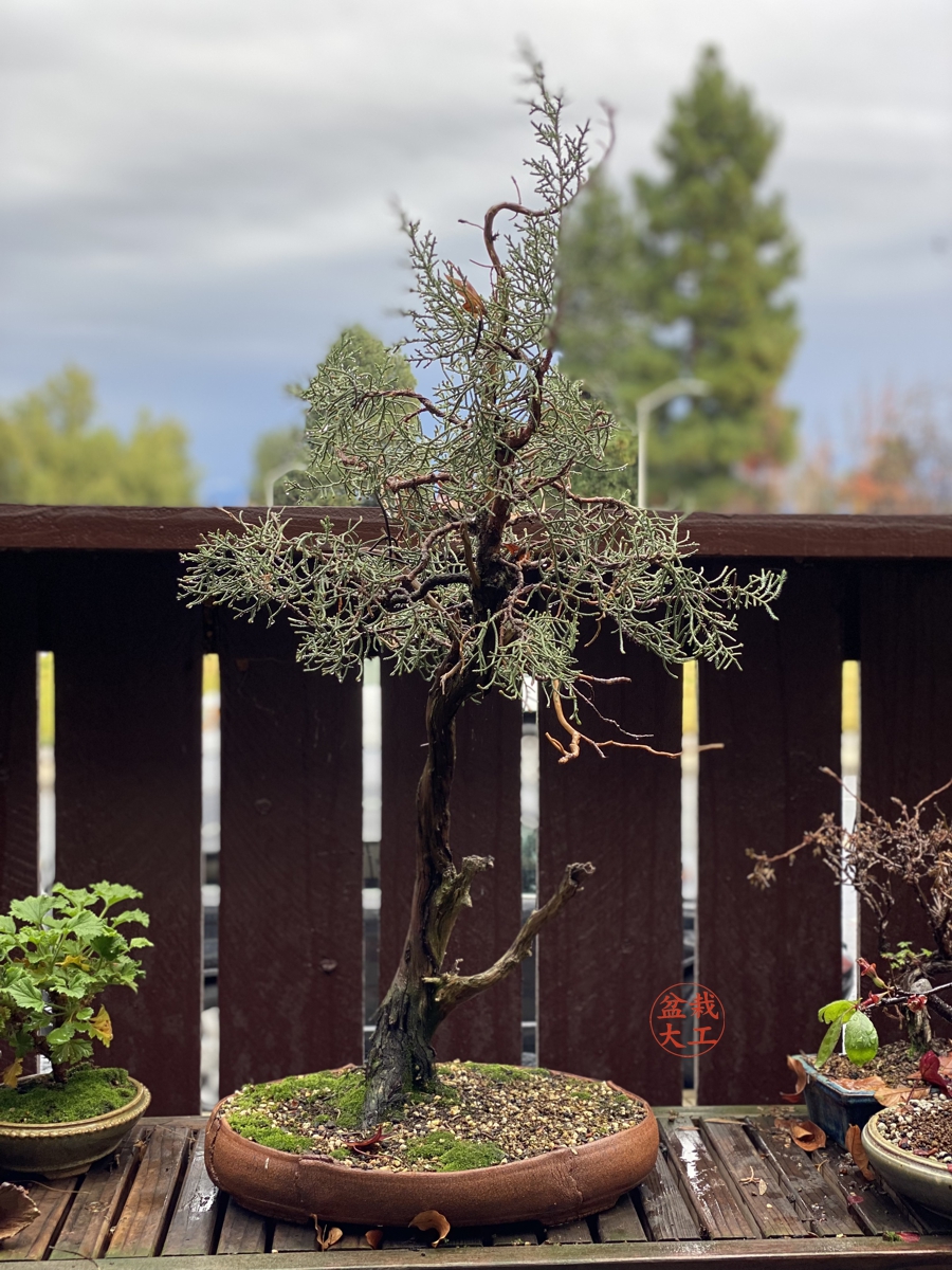 It is Almost Christmas 2021