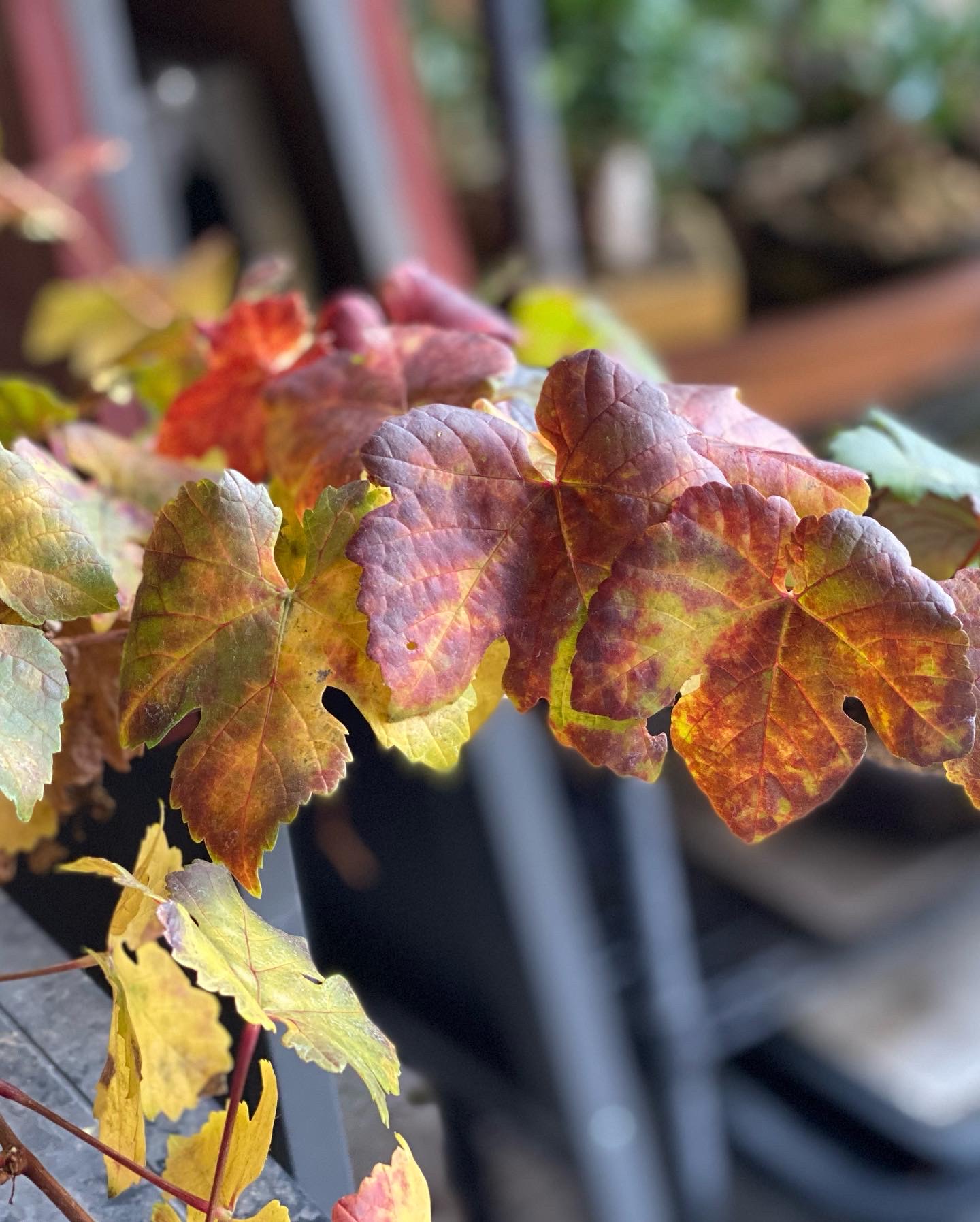 Fall is Moving to Winter