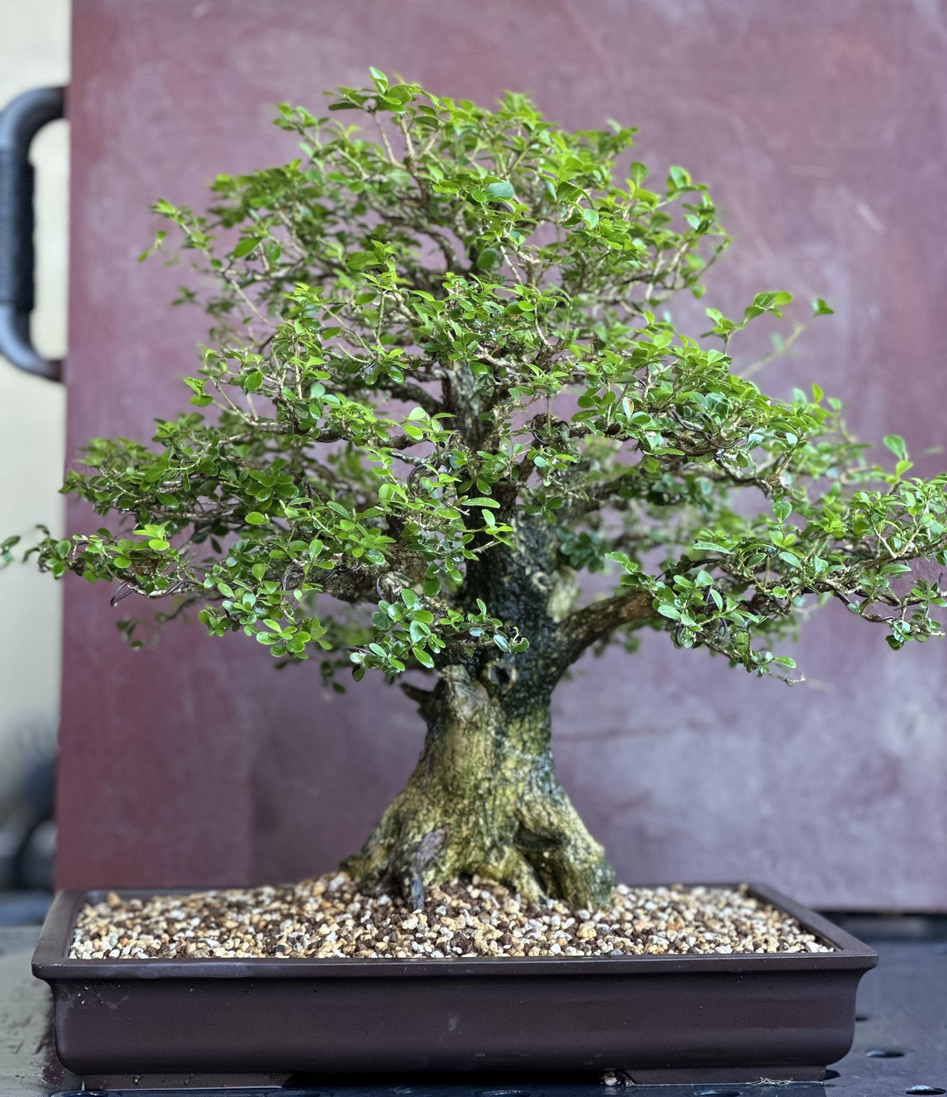 Boxwood Development